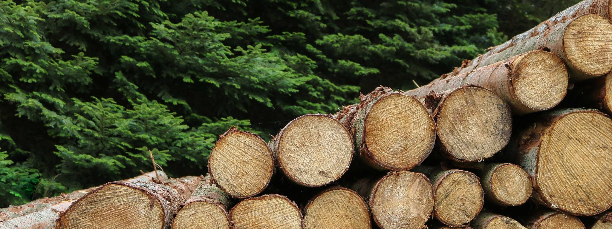 Logs stacked at an angle to look like a rising chart with green branches in background